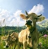 Timeline Photos