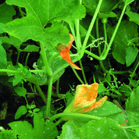 Kürbisblüte2