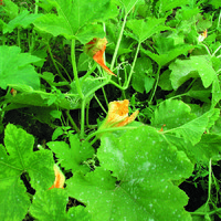 Kürbisblüte4