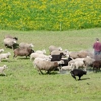 Franz Lizelfelner Reitbetrieb Direktvermarktung1