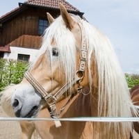 Franz Lizelfelner Reitbetrieb Direktvermarktung15