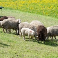 Franz Lizelfelner Reitbetrieb Direktvermarktung5