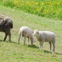 Franz Lizelfelner Reitbetrieb Direktvermarktung6