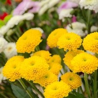 Happy Flower   Floristik & Geschenksartikel32