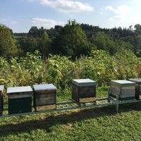 Bienenweide vor den Bienenstöcken