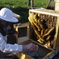 Bienenarbeit - Frühjahrsrevision