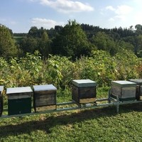 Bienenweide vor den Bienenstöcken