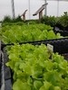 Salatjungpflanzen und vieles mehr...