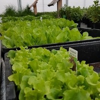 Salatjungpflanzen und vieles mehr...
