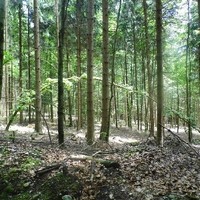 Brennholz