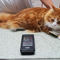 Blutdruckmessen bei einer Katze
