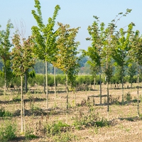 Matula Gartengestaltung GmbH3