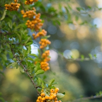 Matula Gartengestaltung GmbH4