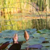 Matula Gartengestaltung GmbH9