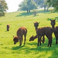 Alpakahof Wilhering1