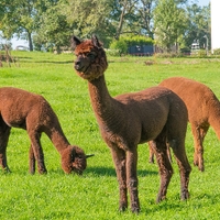 Alpakahof Wilhering2