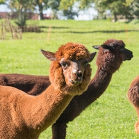 Alpakahof Wilhering3