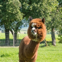 Alpakahof Wilhering4