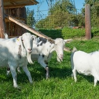 Alpakahof Wilhering5