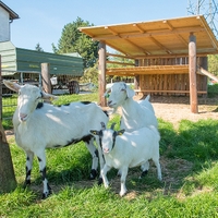 Alpakahof Wilhering6