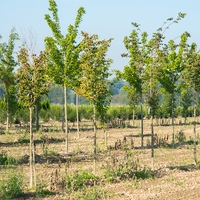 Matula Gartengestaltung GmbH3