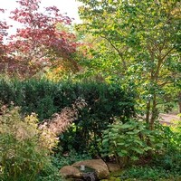 Karoline Schnepps Gartenheilkraft6