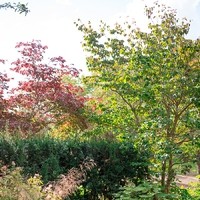 Karoline Schnepps Gartenheilkraft6