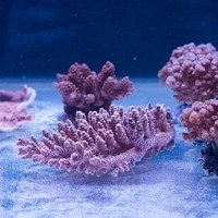 Corals and Reef OG22