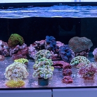 Corals and Reef OG23