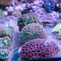 Corals and Reef OG25