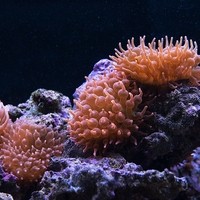 Corals and Reef OG7