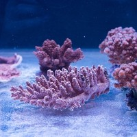 Corals and Reef OG22