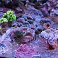 Corals and Reef OG24