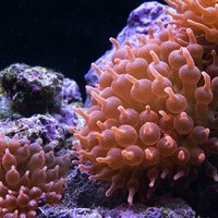 Corals and Reef OG8