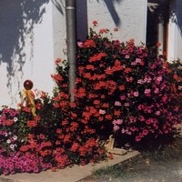 Bauernhof Dorfinger24