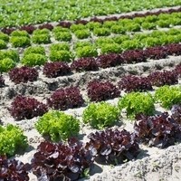 Landwirtschaft Ebner Gemüse : Kartoffel10