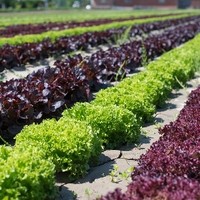Landwirtschaft Ebner Gemüse : Kartoffel11