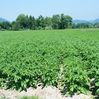 Landwirtschaft Ebner Gemüse : Kartoffel12