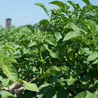 Landwirtschaft Ebner Gemüse : Kartoffel13