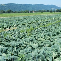 Landwirtschaft Ebner Gemüse : Kartoffel1