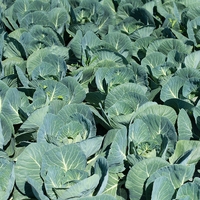 Landwirtschaft Ebner Gemüse : Kartoffel5
