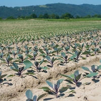 Landwirtschaft Ebner Gemüse : Kartoffel8