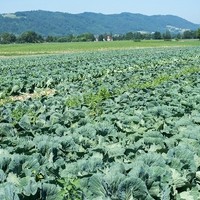 Landwirtschaft Ebner Gemüse : Kartoffel1