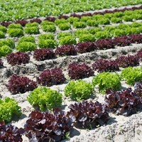 Landwirtschaft Ebner Gemüse : Kartoffel10