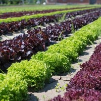 Landwirtschaft Ebner Gemüse : Kartoffel11