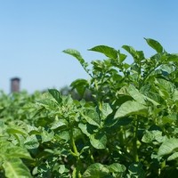 Landwirtschaft Ebner Gemüse : Kartoffel13