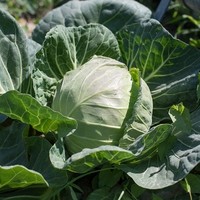 Landwirtschaft Ebner Gemüse : Kartoffel2