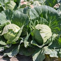Landwirtschaft Ebner Gemüse : Kartoffel3