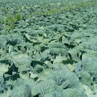 Landwirtschaft Ebner Gemüse : Kartoffel4