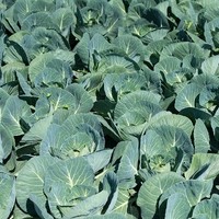 Landwirtschaft Ebner Gemüse : Kartoffel5